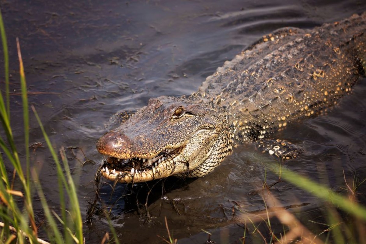 GTA 6 cover alligator teeth