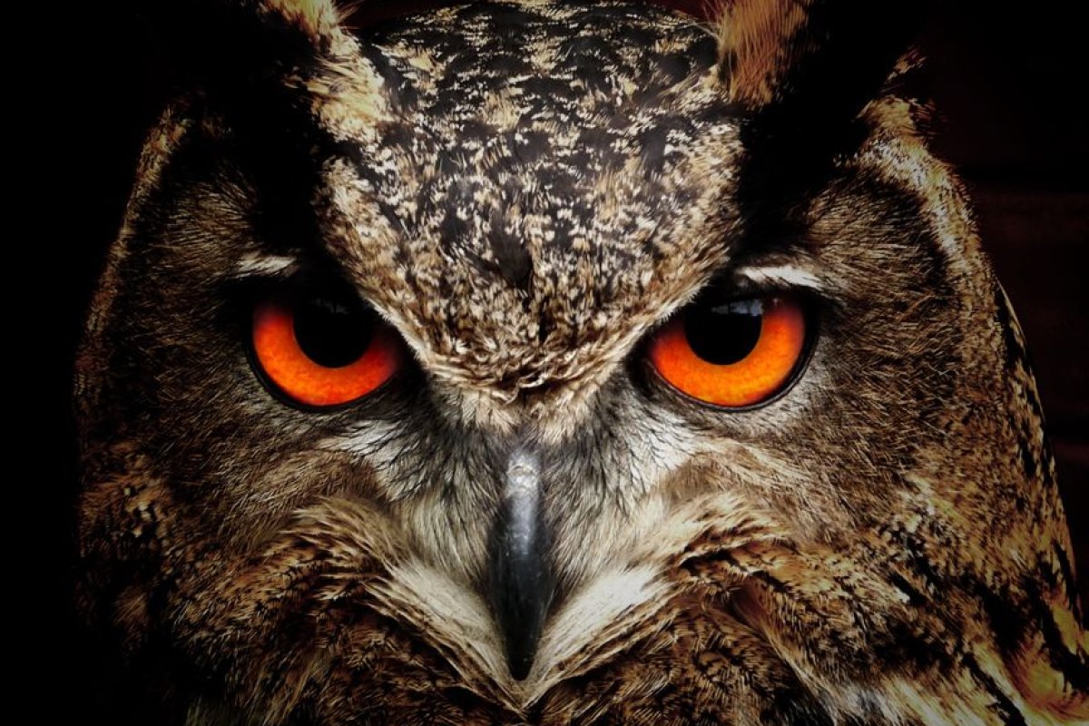 Owlcat Games logo controversy