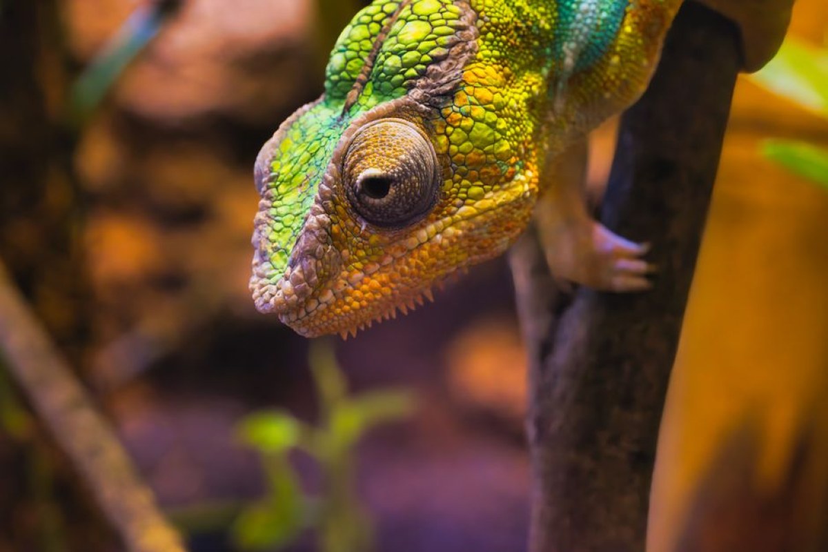 Meccha Chameleon game screenshot