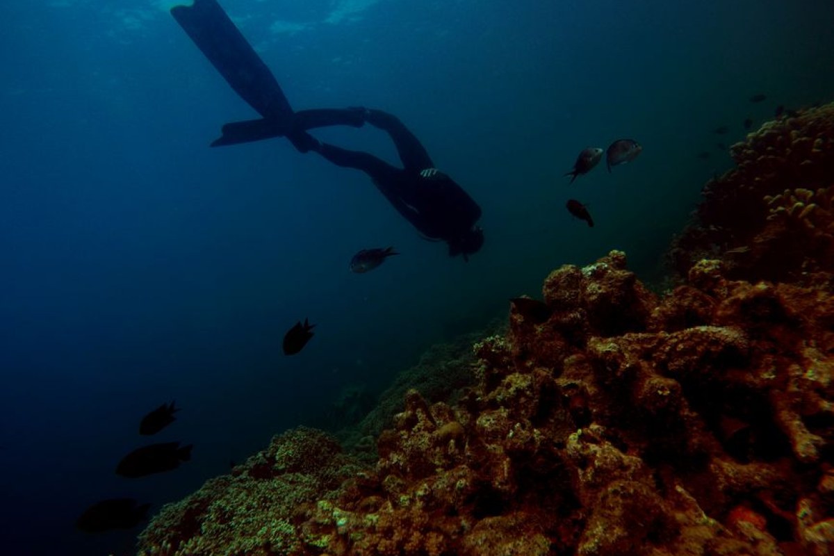 anime diving Palau