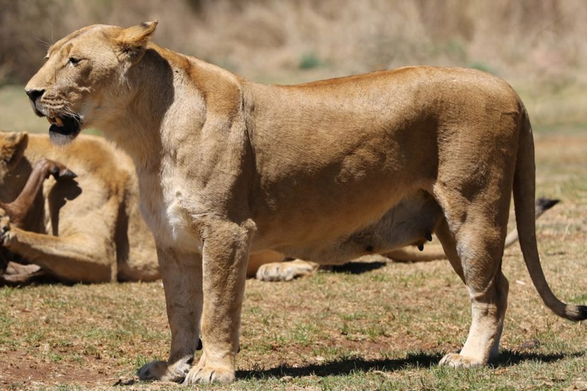 Nicole Kidman Lioness season 3