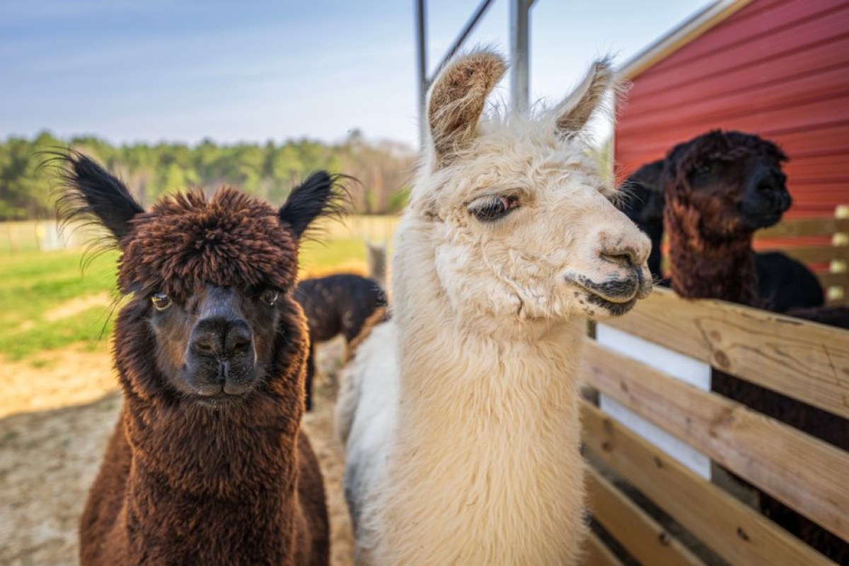 farming simulator alpacas