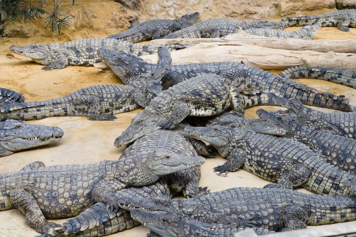 Crocodile game remaster